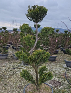 Bonsaï de jardin - CUPRESSOCYPARIS leylandii CASTLEWELLAN GOLD