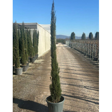 CUPRESSUS sempervirens STRICTA En pot de 25-30 litres