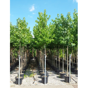 LIQUIDAMBAR styraciflua En pot de 50-70 litres forme tige hauteur du tronc 180-200 cm