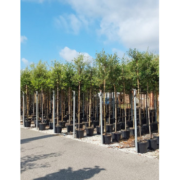 QUERCUS ilex En pot de 30-35 litres forme tige hauteur du tronc 180-200 cm