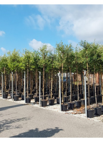 QUERCUS ilex En pot de 30-35 litres forme tige hauteur du tronc 180-200 cm