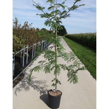 GLEDITSIA triacanthos SUNBURST En pot de 15-20 litres forme baliveau