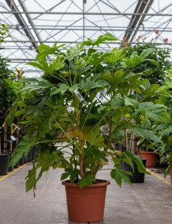 FATSIA japonica ou sieboldii En pot de 15-20 litres