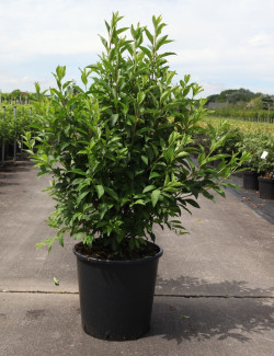 FORSYTHIA intermedia WEEK END En pot de 25-30 litres