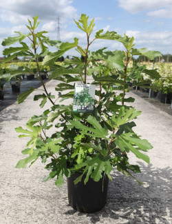 FIGUIER En pot de 10-12 litres