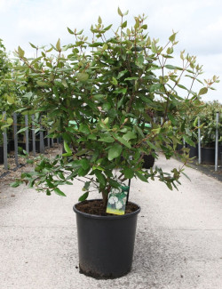 VIBURNUM burkwoodii En pot de 25-30 litres