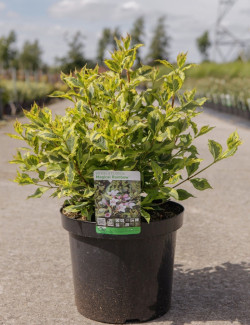 WEIGELA florida MAGICAL RAINBOW En pot de 10-12 litres