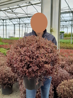 PITTOSPORUM tenuifolium TOM THUMB En pot de 15-20 litres