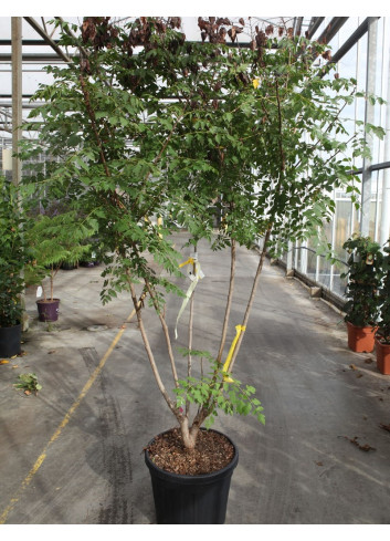 KOELREUTERIA paniculata En pot de 50-70 litres forme cépée