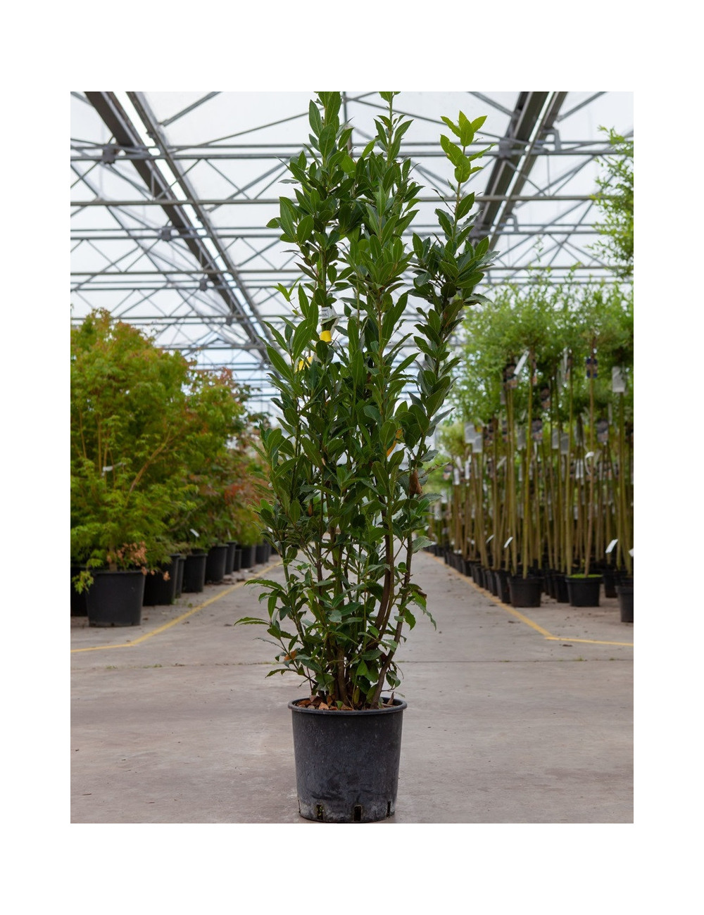 Laurier Sauce | Aromate | Plante Aromatique Cuisine | P&eacute;pini&egrave;res Naudet