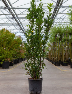 LAURUS nobilis En pot de 10-12 litres