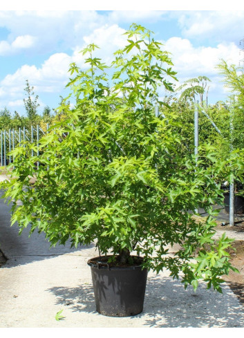 LIQUIDAMBAR styraciflua WORPLESDON En pot de 70-90 litres forme cépée