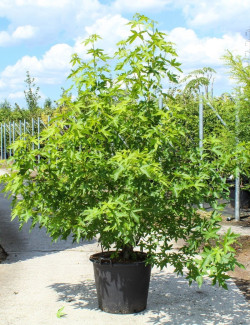 LIQUIDAMBAR styraciflua WORPLESDON En pot de 70-90 litres forme cépée