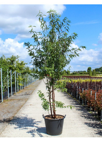 PRUNUS serrula En pot de 70-90 litres forme cépée