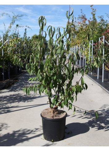 PRUNUS serrula En pot de 15-20 litres