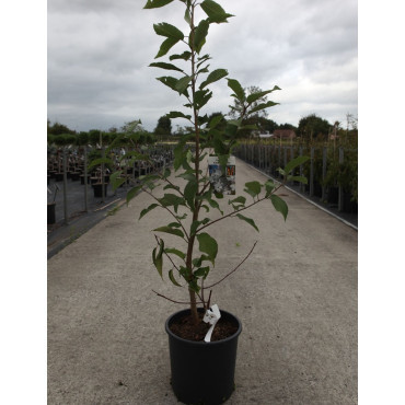 PRUNUS serrula AMBER SCOTS En pot de 12-15 litres