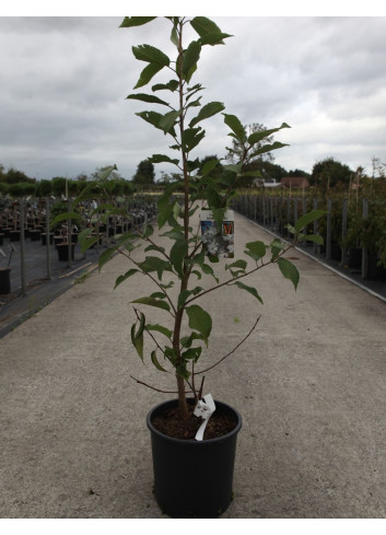 PRUNUS serrula AMBER SCOTS En pot de 12-15 litres