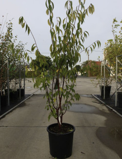 PRUNUS serrula AMBER SCOTS En pot de 25-30 litres