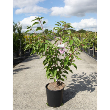 PRUNUS serrulata PINK PERFECTION En pot de 12-15 litres