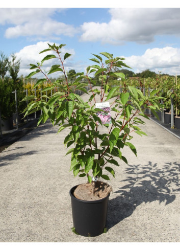 PRUNUS serrulata PINK PERFECTION En pot de 12-15 litres