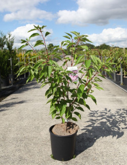 PRUNUS serrulata PINK PERFECTION En pot de 12-15 litres