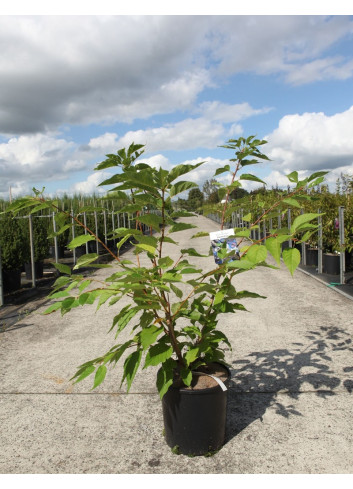 PRUNUS serrulata SHIMIDSU En pot de 12-15 litres