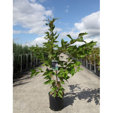 PRUNUS serrulata SHIROFUGEN En pot de 12-15 litres