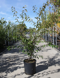 PRUNUS subhirtella FUKUBANA  En pot de 12-15 litres buisson hauteur 100-125 cm