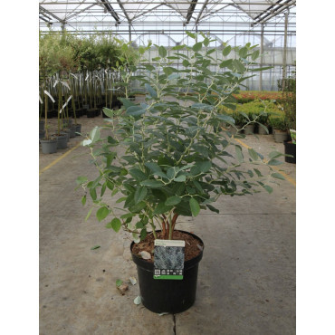 ZENOBIA pulverulenta BLUE SKY En pot de 7-10 litres