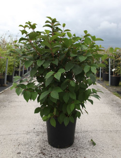 VIBURNUM plicatum OPENING DAY® En pot de 25-30 litres 