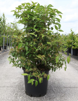 VIBURNUM plicatum WATANABE En pot de 25-30 litres 