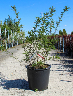 SOPHORA SUN KING En pot de 35-50 litres