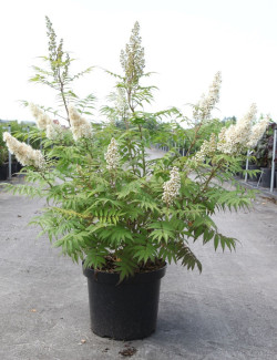 SORBARIA sorbifolia SEM En pot de 10-12 litres