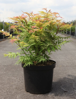 SORBARIA sorbifolia SEM En pot de 10-12 litres