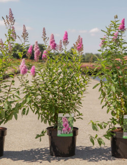 spiree-de-billard-spiraea-billardii-3.jpg
