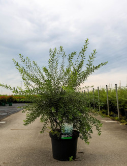 spiree-cendree-grefsheim-spiraea-cinerea-grefsheim-4.jpg