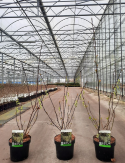 STACHYURUS chinensis CELINA En pot de 3-4 litres