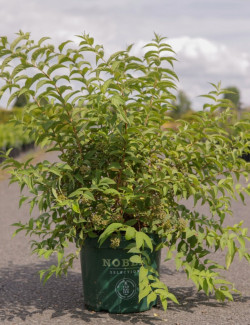 DEUTZIA compacta LAVENDER TIME En pot de 10-12 litres buisson hauteur 040-060 cm