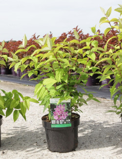 deutzia-hybride-perle-rose-deutzia-hybrida-perle-rose-2.jpg