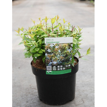 ABELIA KALEIDOSCOPE En pot de 3-4 litres buisson diamètre 020-030 cm