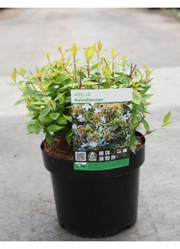 ABELIA KALEIDOSCOPE En pot de 3-4 litres buisson diamètre 020-030 cm