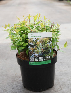 ABELIA KALEIDOSCOPE En pot de 3-4 litres buisson diamètre 020-030 cm