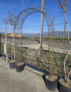 ROSIER grimpant En pot de 35-50 litres forme arche