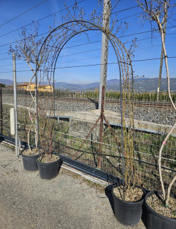 ROSIER grimpant En pot de 35-50 litres forme arche