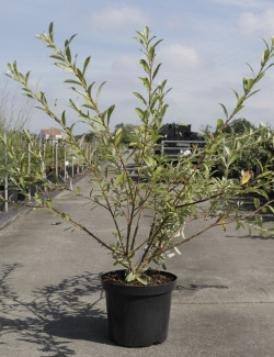 SALIX gracilistyla MOUNT ASO En pot de 10-12 litres
