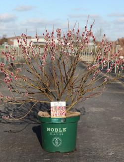 SALIX gracilistyla MOUNT ASO En pot de 10-12 litres