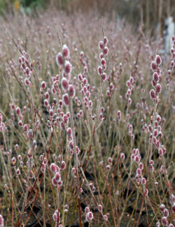 SALIX gracilistyla MOUNT ASO