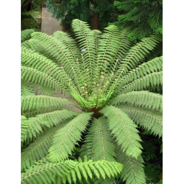 DICKSONIA antartica