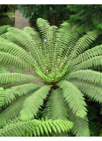 DICKSONIA antartica