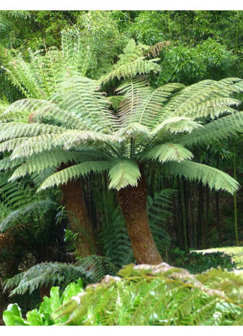 DICKSONIA antartica